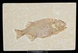 Phareodus Fish Fossil - Scarce Species #18702-1